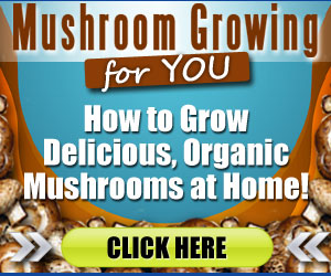 Mushroom Growing For You